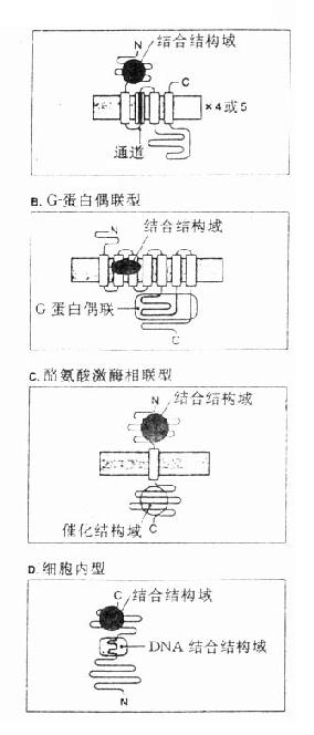 受體類型示意圖