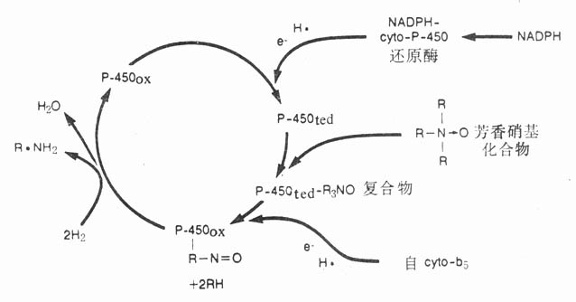 細(xì)胞色素P-450酶系統(tǒng)對藥物氧化過程示意圖