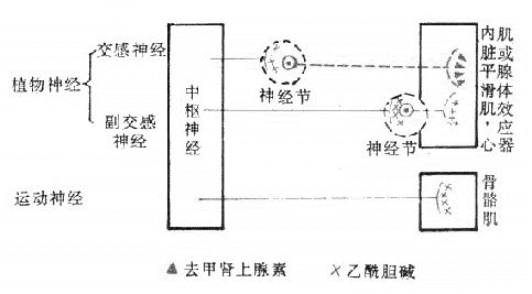 傳出神經(jīng)分類模式圖