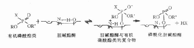 有機磷酸酯類抗膽堿酯酶作用示意圖