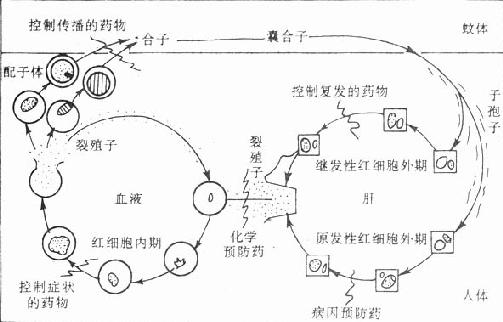 瘧原蟲生活史和各類抗瘧藥的作用部位