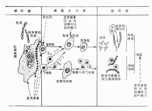 免疫反應的基本過程和藥物作用環節