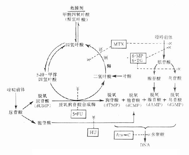 幾種藥物阻斷DNA合成的作用環節