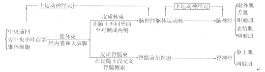 2015年成人高考《醫(yī)學(xué)綜合》第一部分第十二章考點(diǎn)及試題