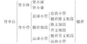 第一節(jié)腎臟的功能和結(jié)構(gòu)