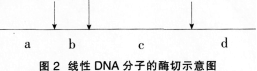 2016年教師資格證考試《生物學科知識與教學能力(初級中學)》深度押密卷(5)