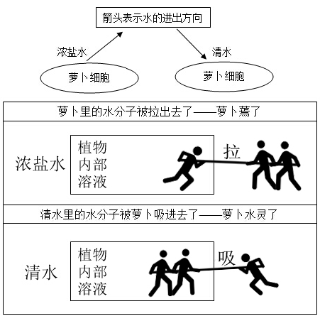 2016上半年教師資格證考試真題:中學(xué)教育知識(shí)與能力