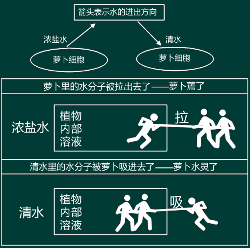 2016上半年教師資格證考試《中學教育知識與能力》真題答案解讀(講師版)