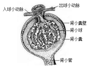 教師資格證考試大綱——《生物學科知識與教學能力》（初級中學）