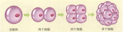 初中生物教師資格證面試真題及答案:動物體的結構層次