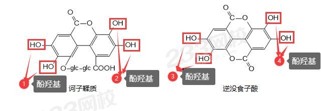 鞣質.jpg