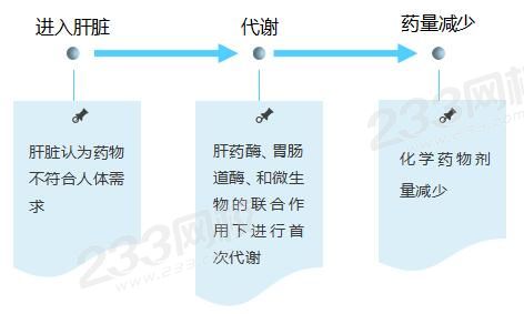 肝代謝.jpg