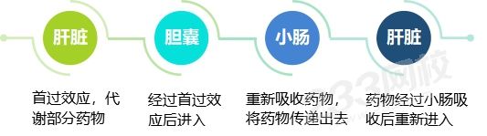 肝腸循環.jpg